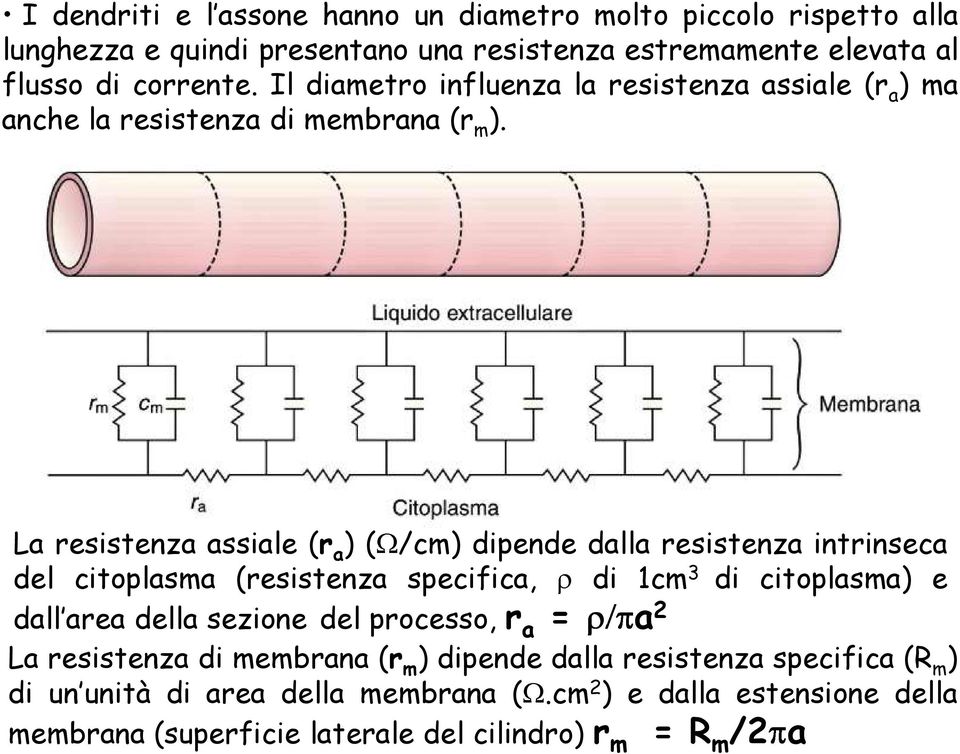 La resistenza assiale (r a ) ( /cm) dipende dalla resistenza intrinseca del citoplasma (resistenza specifica, di 1cm 3 di citoplasma) e dall area della sezione