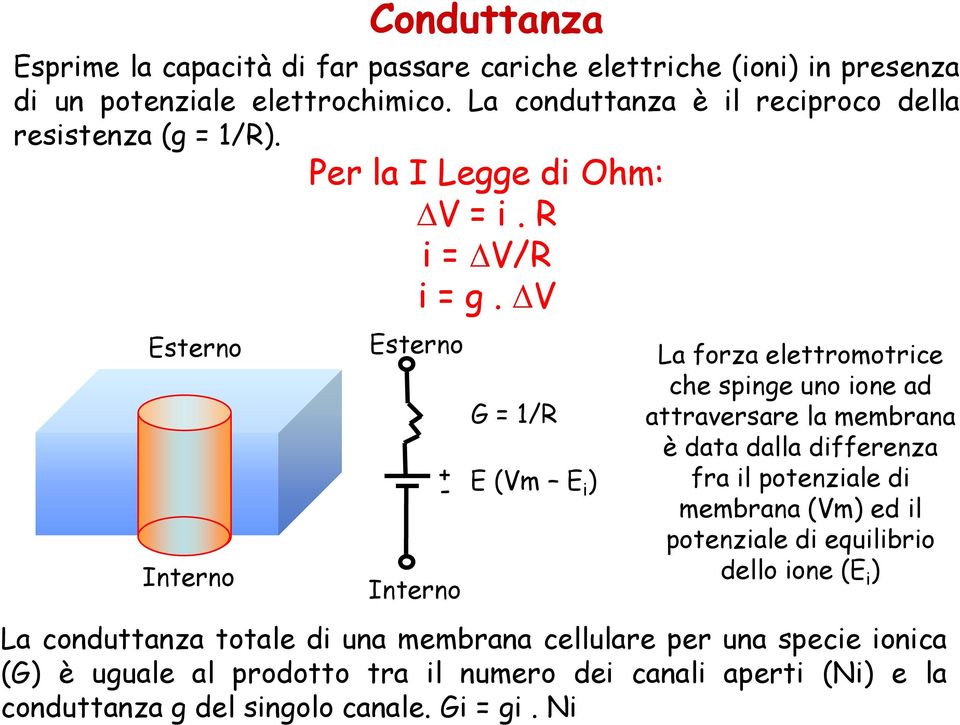 V Esterno Interno G = 1/R + - E (Vm E i ) La forza elettromotrice che spinge uno ione ad attraversare la membrana è data dalla differenza fra il potenziale di