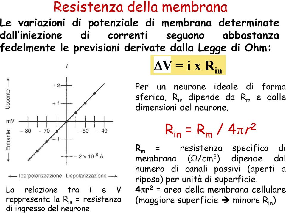 La relazione tra i e V rappresenta la R in = resistenza di ingresso del neurone R in = R m / 4 r 2 R m = resistenza specifica di membrana ( /cm 2