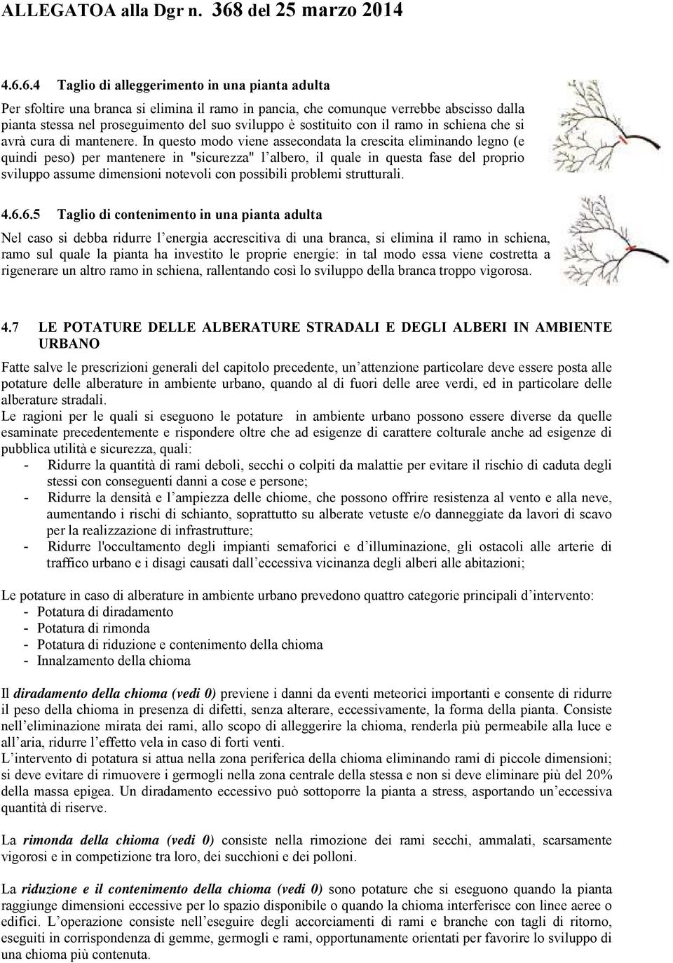 In questo modo viene assecondata la crescita eliminando legno (e quindi peso) per mantenere in "sicurezza" l albero, il quale in questa fase del proprio sviluppo assume dimensioni notevoli con