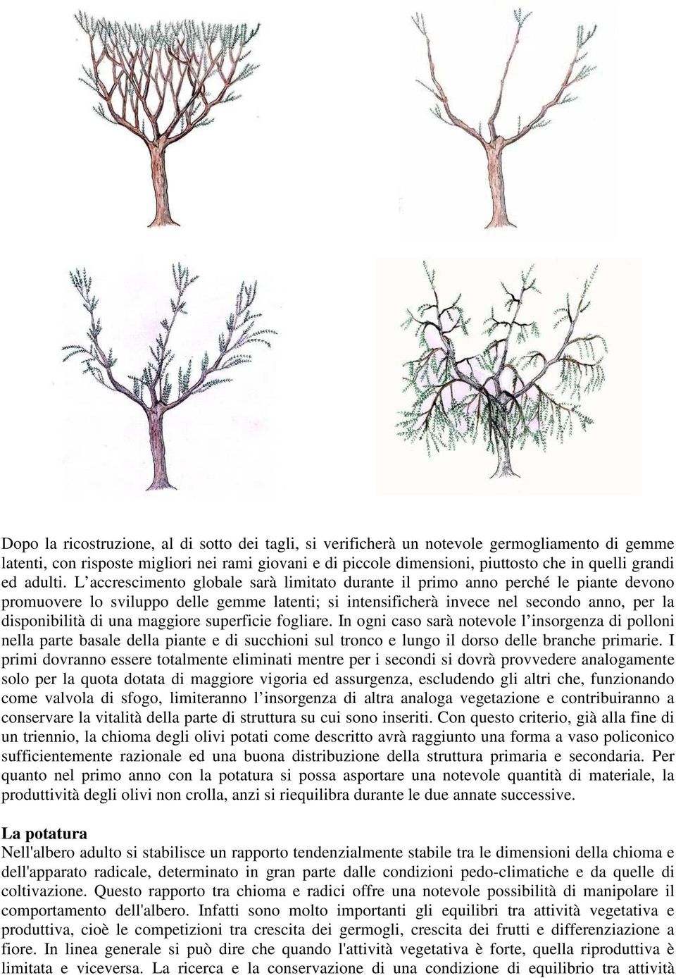 L accrescimento globale sarà limitato durante il primo anno perché le piante devono promuovere lo sviluppo delle gemme latenti; si intensificherà invece nel secondo anno, per la disponibilità di una