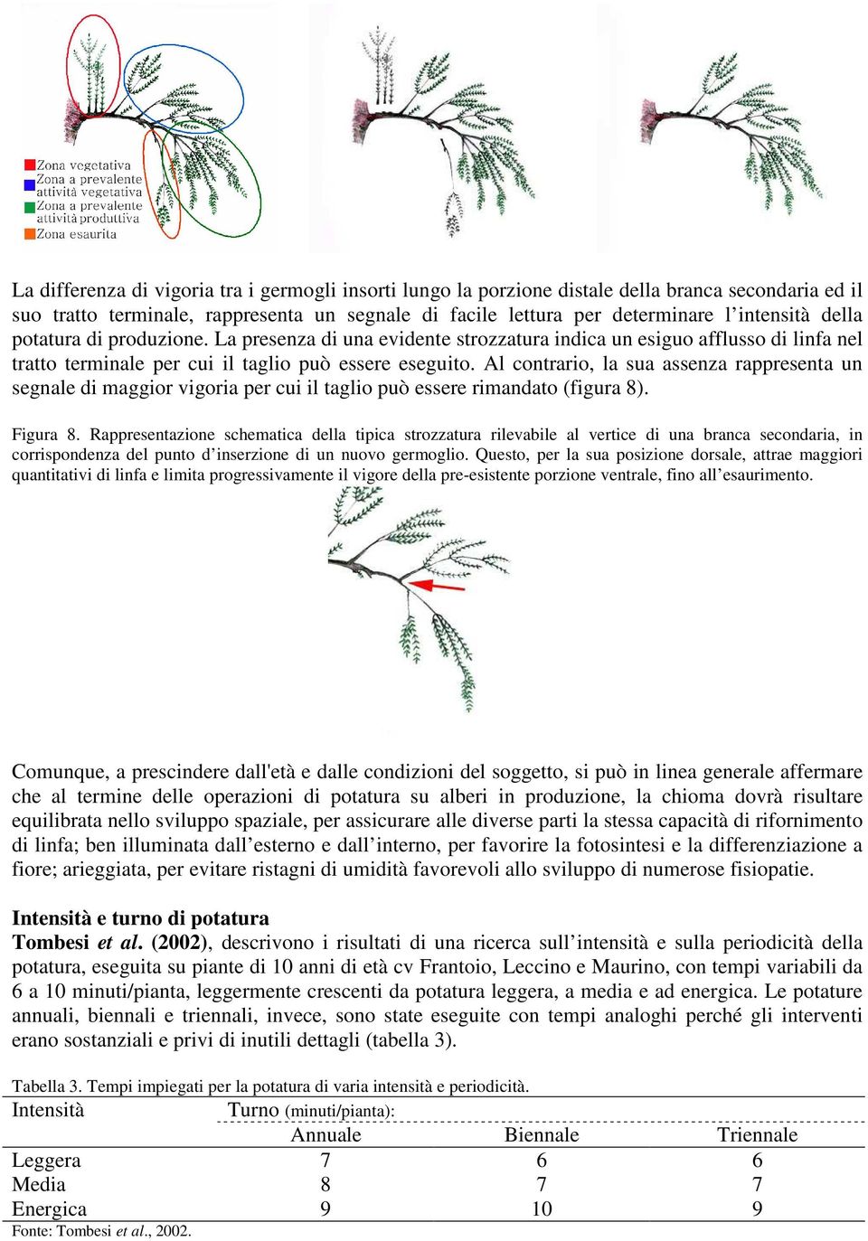 Al contrario, la sua assenza rappresenta un segnale di maggior vigoria per cui il taglio può essere rimandato (figura 8). Figura 8.