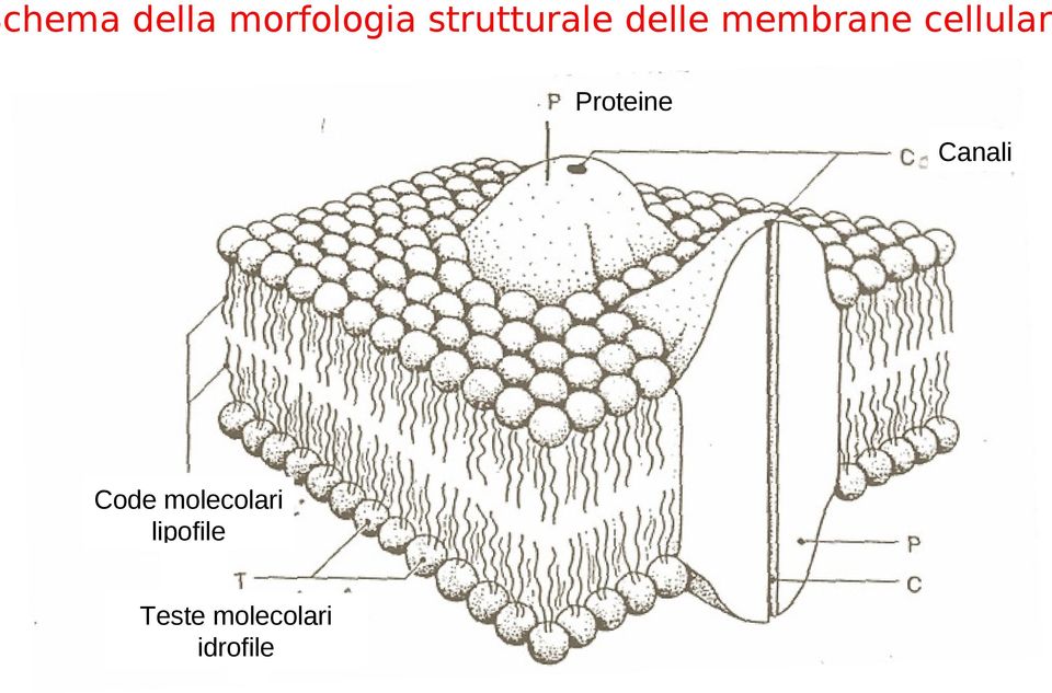 cellulari Proteine Canali Code