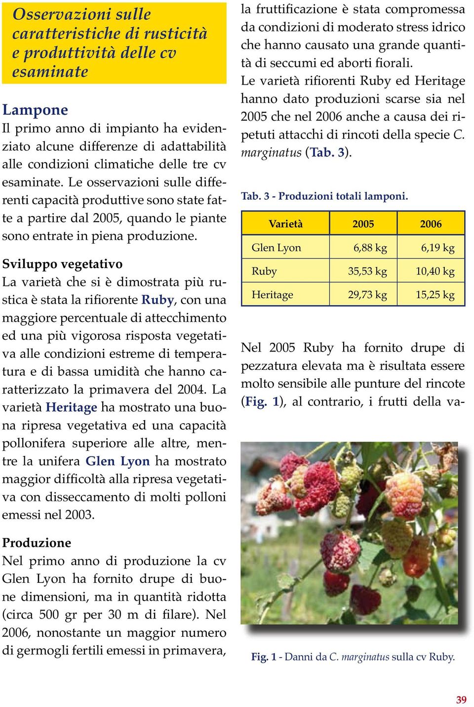 La varietà che si è dimostrata più ru-, con una maggiore percentuale di attecchimento ed una più vigorosa risposta vegetativa alle condizioni estreme di temperatura e di bassa umidità che hanno