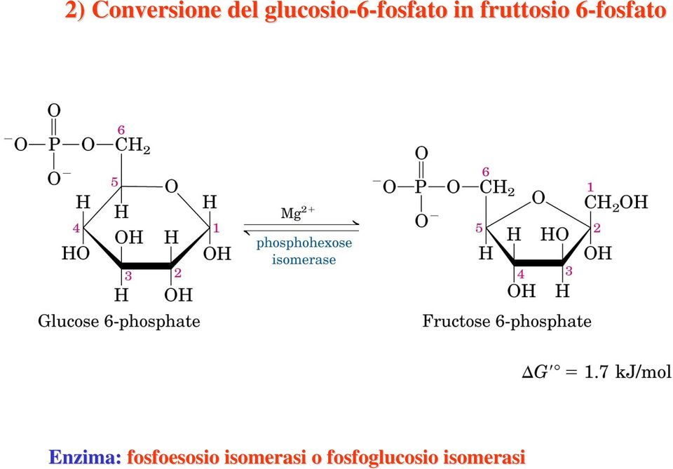 fruttosio 6-fosfato6 Enzima: