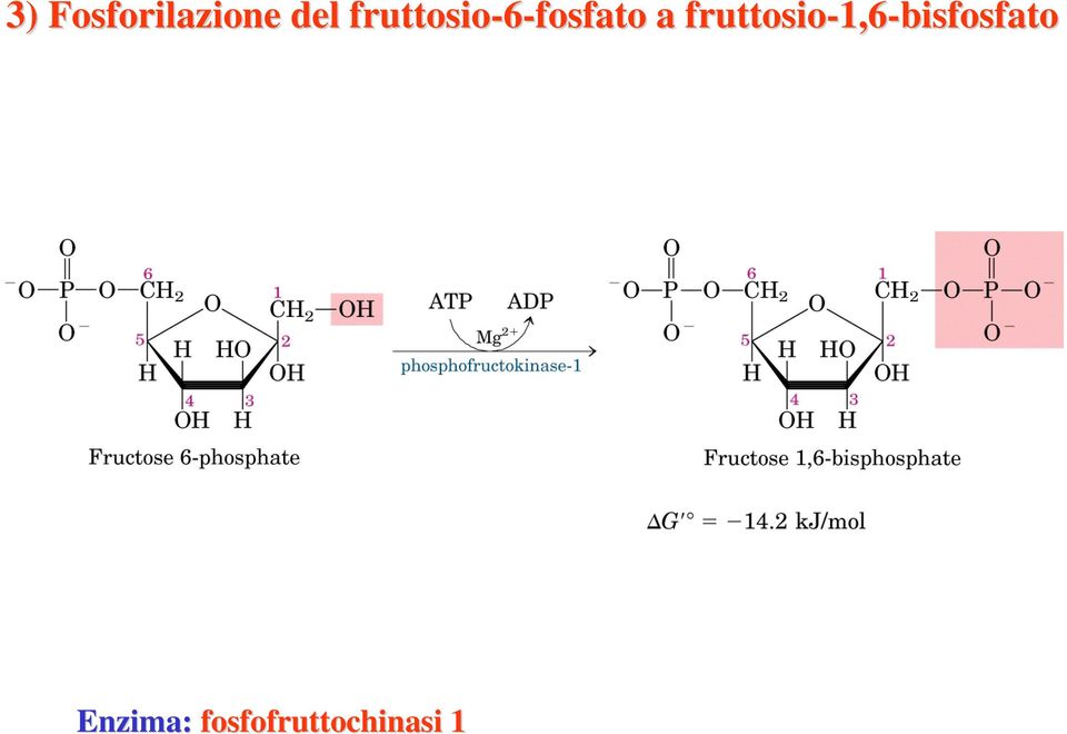 a fruttosio-1,6