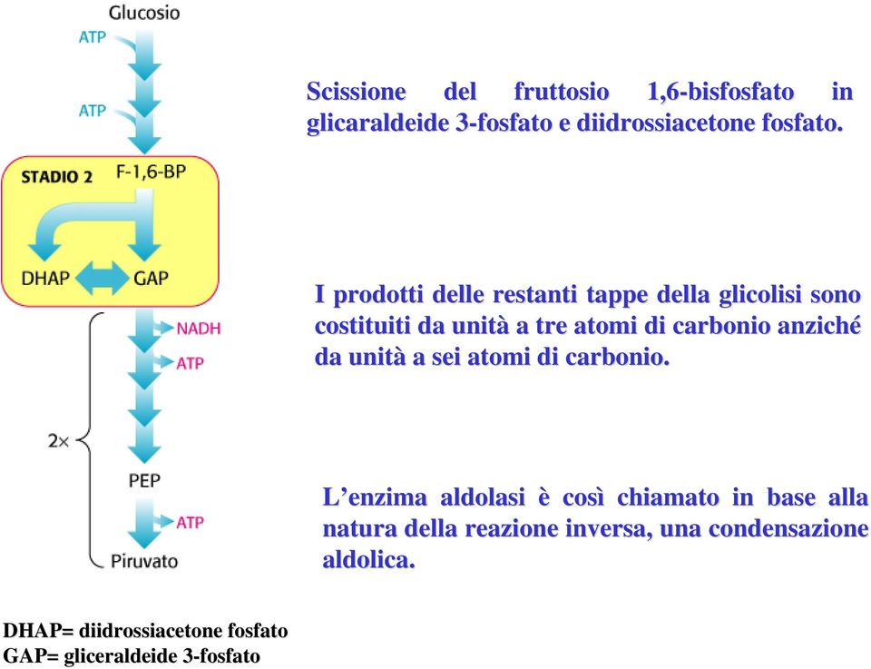 anziché da unità a sei atomi di carbonio.