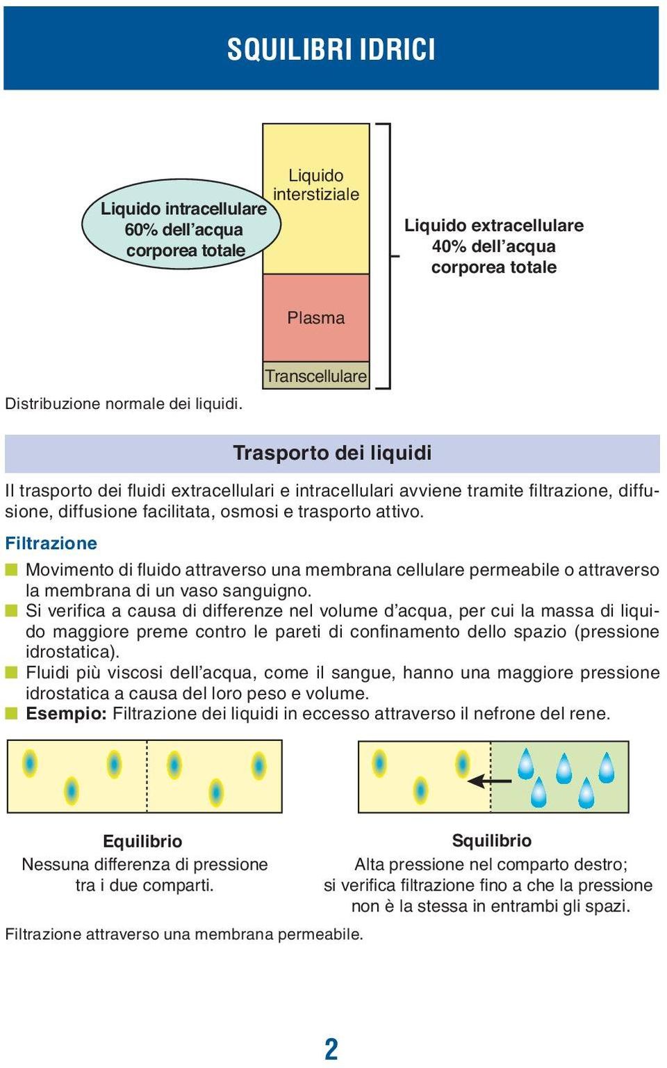 Transcellulare Trasporto dei liquidi Il trasporto dei fluidi extracellulari e intracellulari avviene tramite filtrazione, diffusione, diffusione facilitata, osmosi e trasporto attivo.