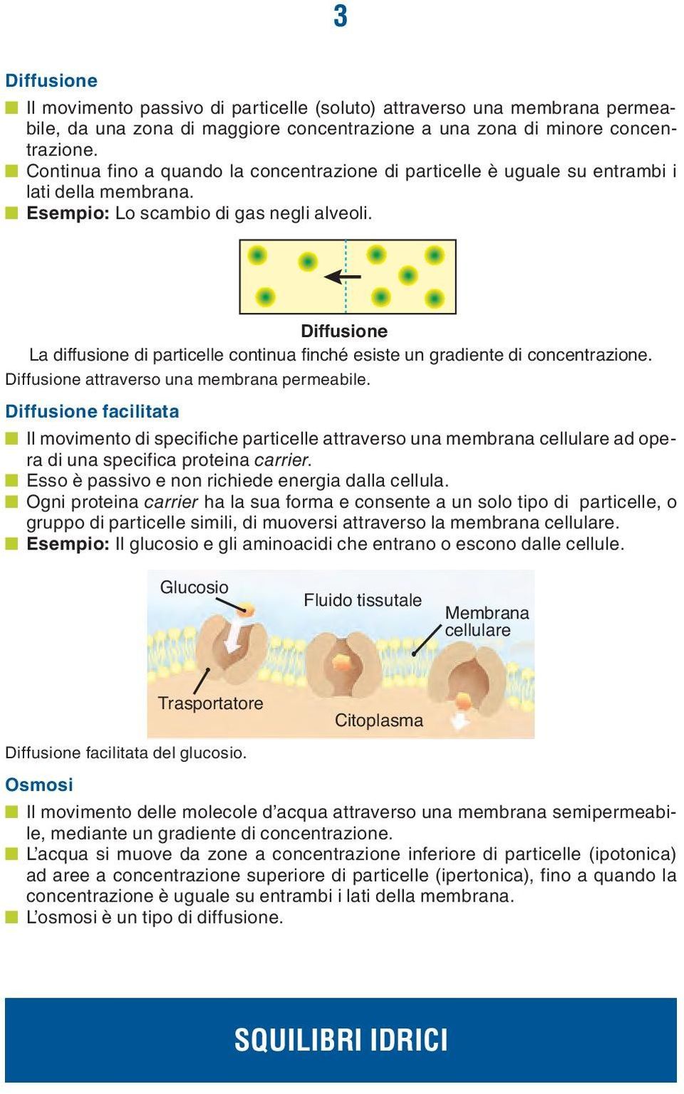 Diffusione La diffusione di particelle continua finché esiste un gradiente di concentrazione. Diffusione attraverso una membrana permeabile.