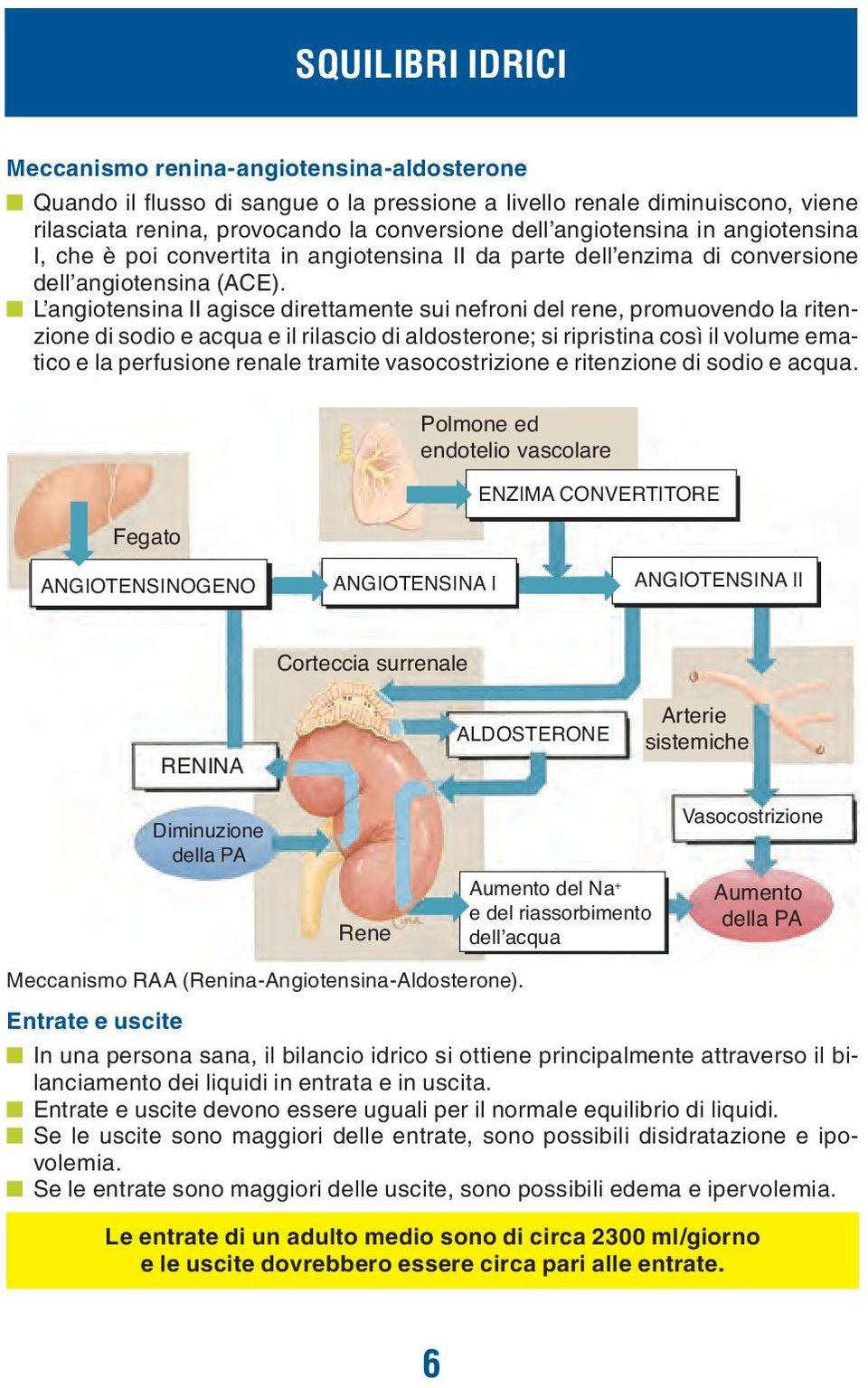 L angiotensina II agisce direttamente sui nefroni del rene, promuovendo la ritenzione di sodio e acqua e il rilascio di aldosterone; si ripristina così il volume ematico e la perfusione renale