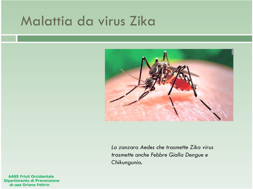 Gialla Dengue e Chikungunia.