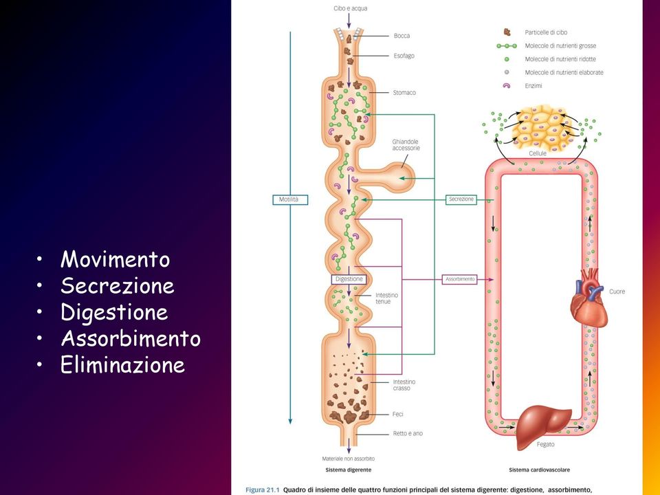 Digestione