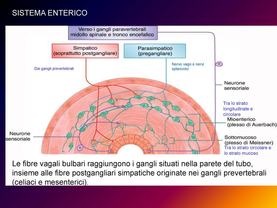 fibre vagali bulbari raggiungono i gangli situati nella parete del tubo, insieme