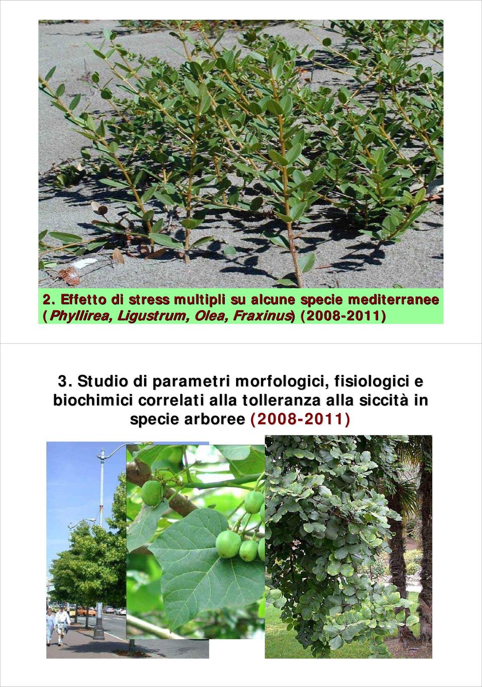 Studio di parametri morfologici, fisiologici e biochimici