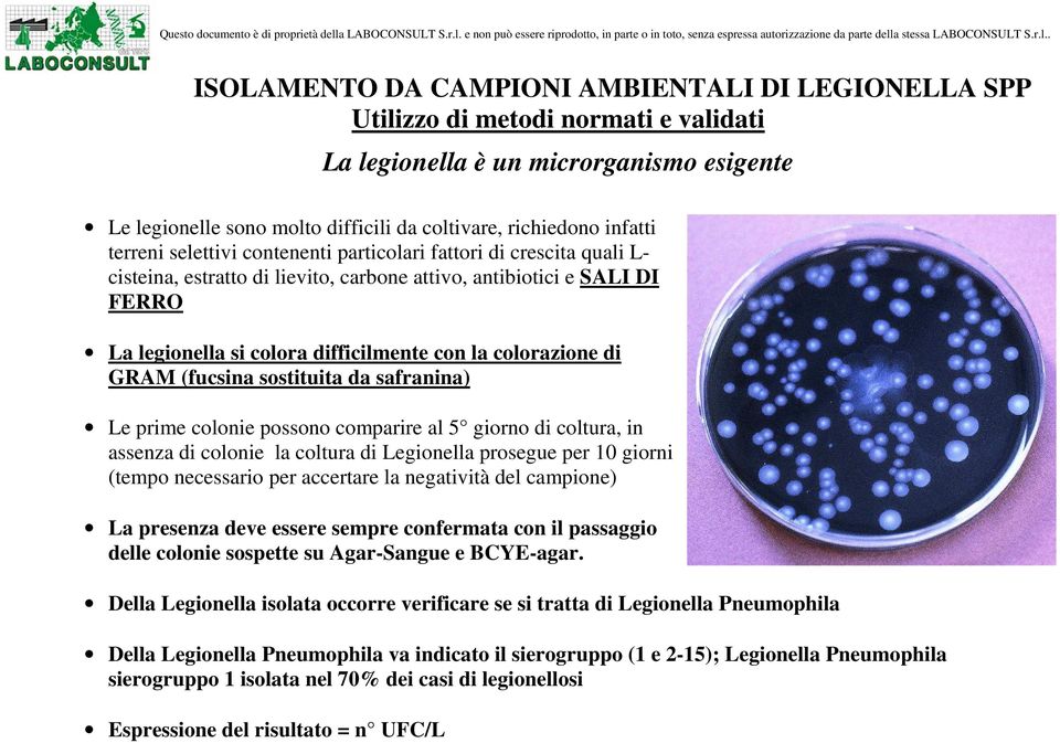 colorazione di GRAM (fucsina sostituita da safranina) Le prime colonie possono comparire al 5 giorno di coltura, in assenza di colonie la coltura di Legionella prosegue per 10 giorni (tempo