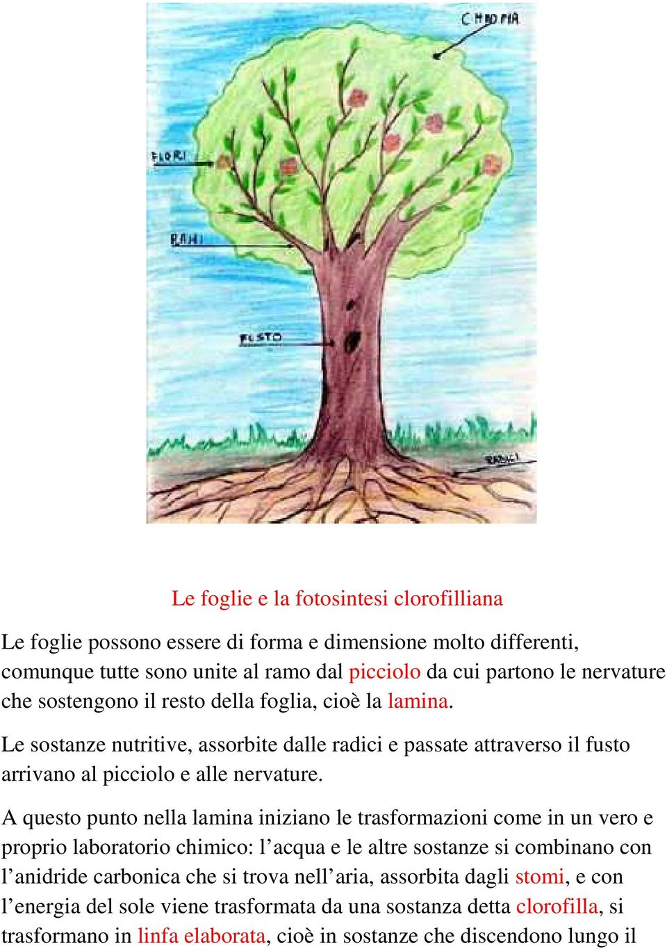 A questo punto nella lamina iniziano le trasformazioni come in un vero e proprio laboratorio chimico: l acqua e le altre sostanze si combinano con l anidride carbonica che si