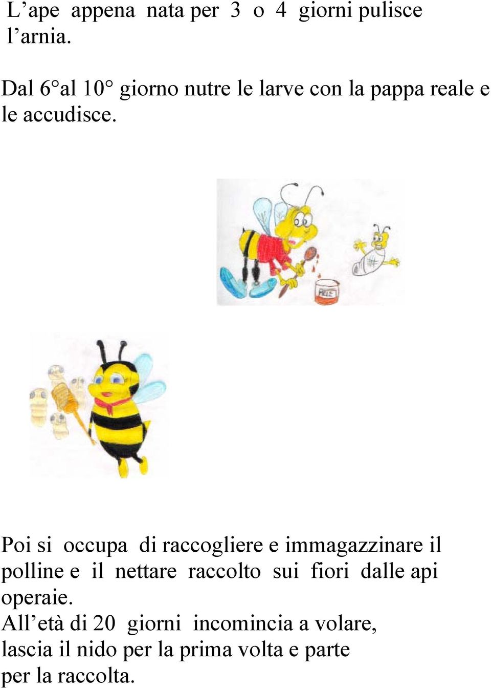 Poi si occupa di raccogliere e immagazzinare il polline e il nettare raccolto sui