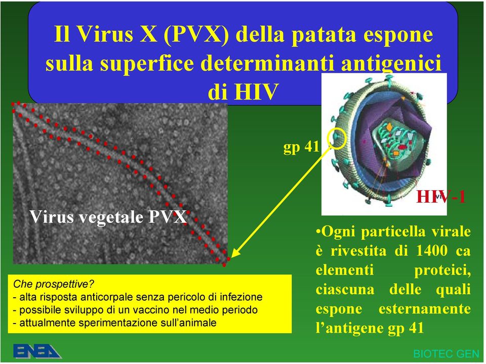 - alta risposta anticorpale senza pericolo di infezione - possibile sviluppo di un vaccino nel medio