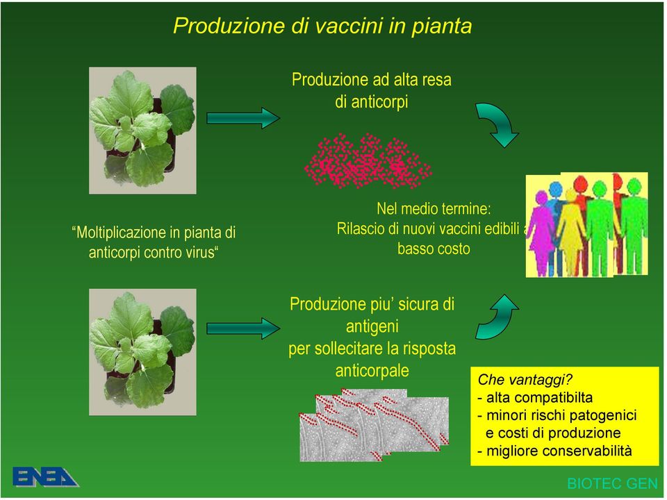 basso costo Produzione piu sicura di antigeni per sollecitare la risposta anticorpale Che