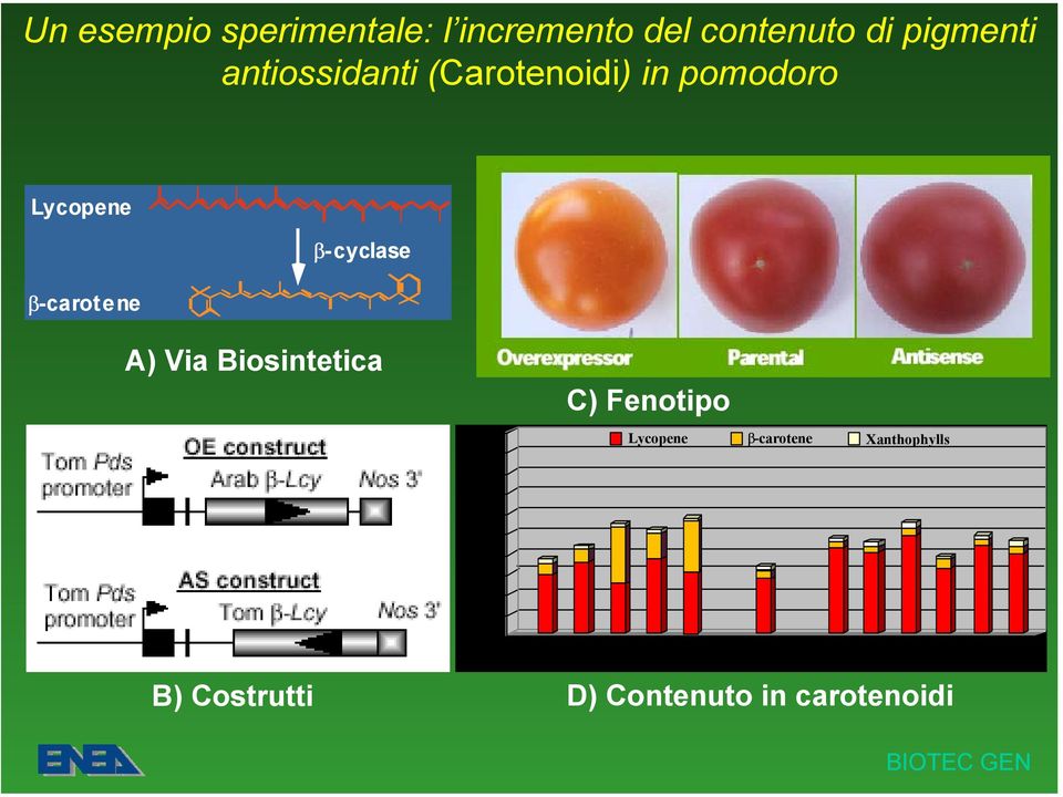 Via Biosintetica C) Fenotipo 200 Lycopene β-carotene Xanthophylls µg/gm