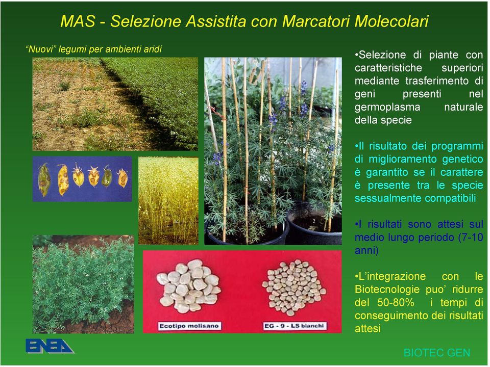 miglioramento genetico è garantito se il carattere è presente tra le specie sessualmente compatibili 1c 2 I risultati sono attesi