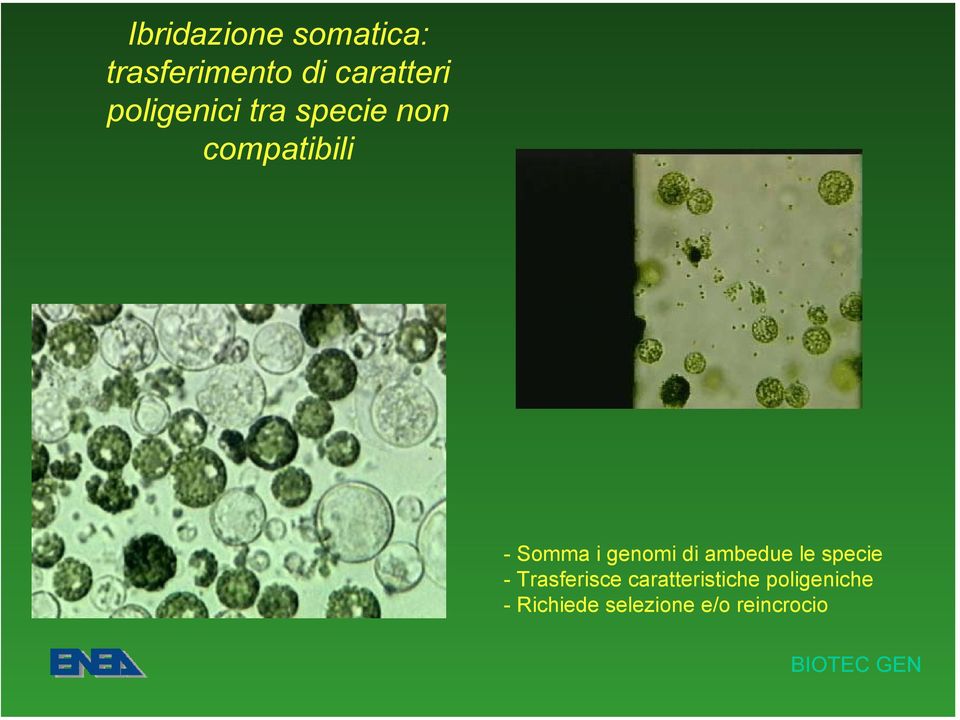 genomi di ambedue le specie - Trasferisce