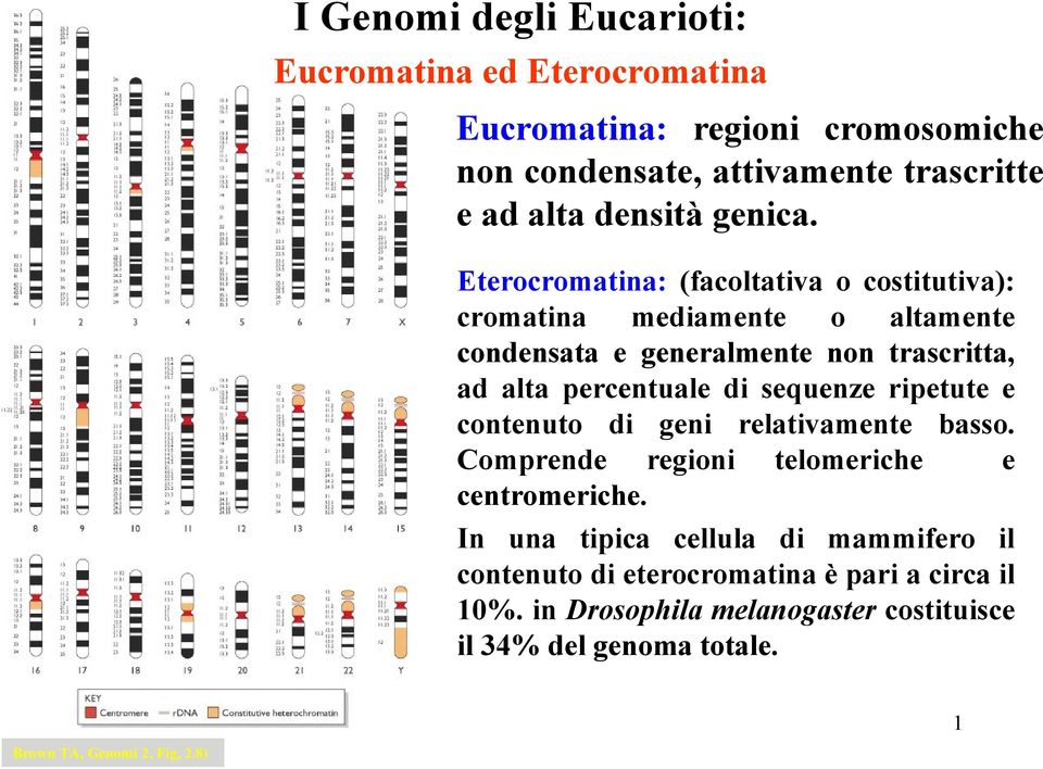 Eterocromatina: (facoltativa o costitutiva): cromatina mediamente o altamente condensata e generalmente non trascritta, ad alta percentuale di