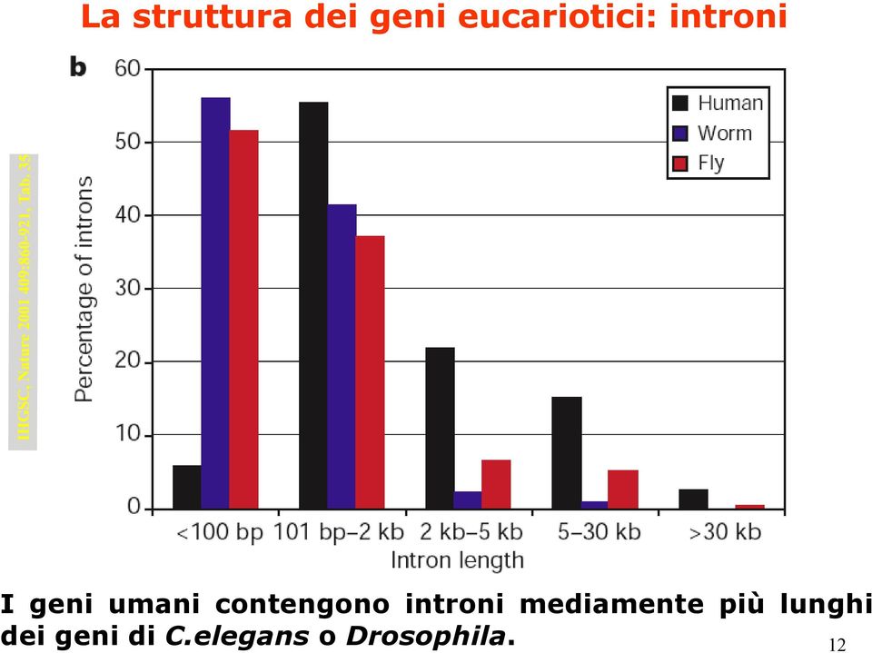 contengono introni mediamente più