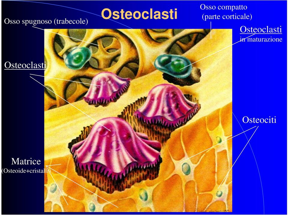 corticale) Osteoclasti in