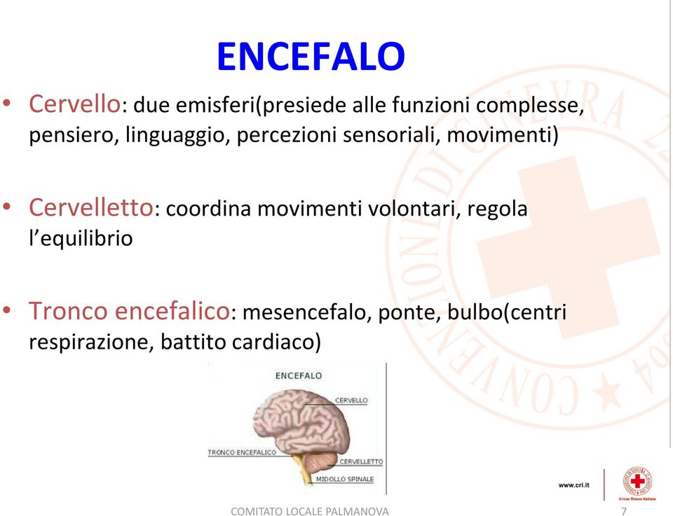 coordina movimenti volontari, regola l equilibrio Tronco encefalico: