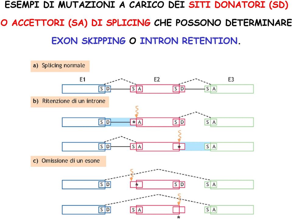 (SA) DI SPLICING CHE POSSONO