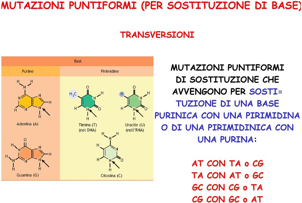 TUZIONE DI UNA BASE PURINICA CON UNA PIRIMIDINA O DI UNA