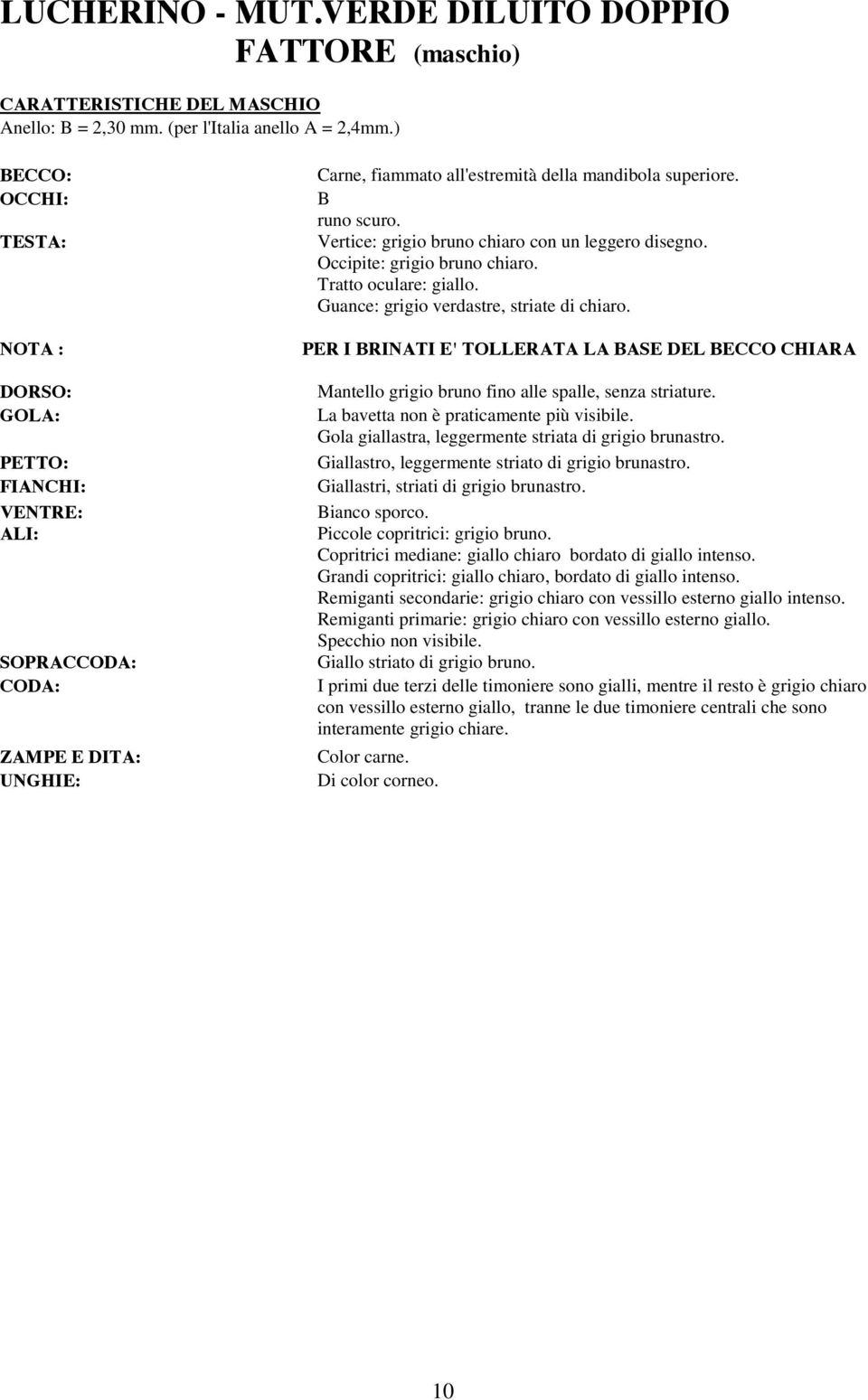 PER I BRINATI E' TOLLERATA LA BASE DEL BECCO CHIARA Mantello grigio bruno fino alle spalle, senza striature. La bavetta non è praticamente più visibile.