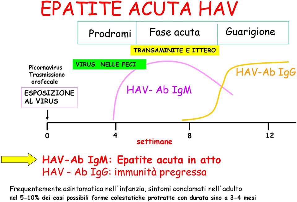 Epatite acuta in atto HAV - Ab IgG: immunità pregressa Frequentemente asintomatica nell infanzia,