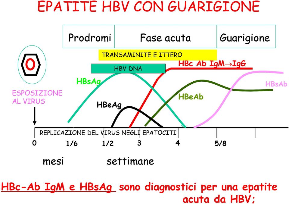HBeAb HBsAb REPLICAZIONE DEL VIRUS NEGLI EPATOCITI 0 1/6 1/2 3 4 5/8