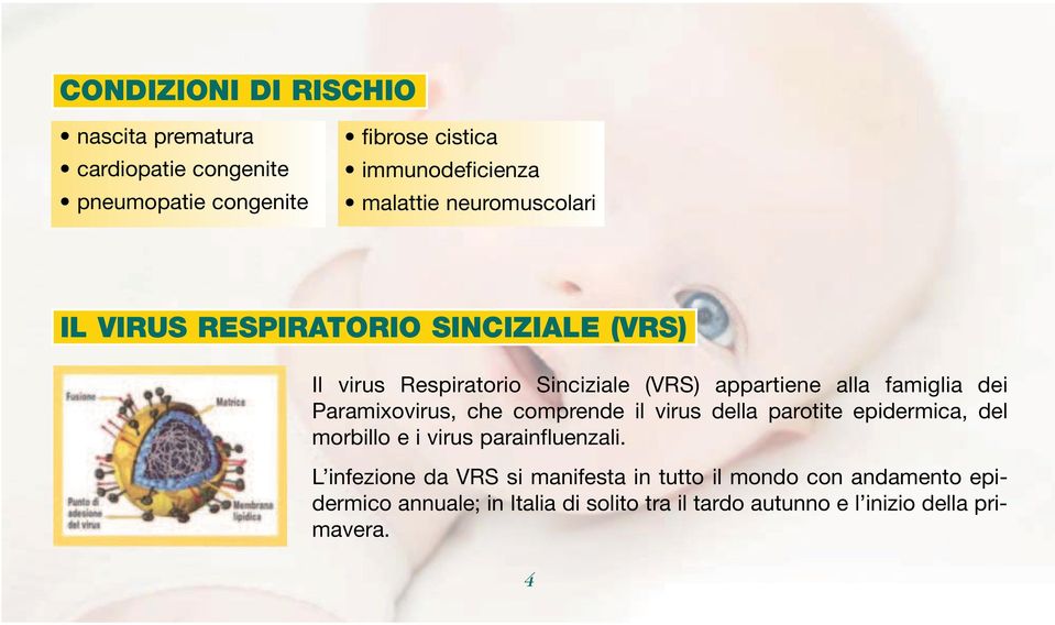 Paramixovirus, che comprende il virus della parotite epidermica, del morbillo e i virus parainfluenzali.