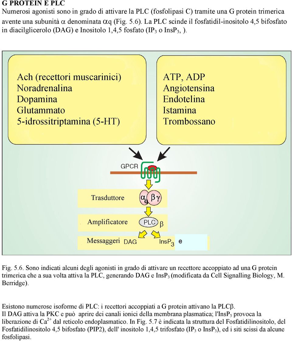 Ach (recettori muscarinici) Noradrenalina Dopamina Glutammato 5-idrossitriptamina (5-HT) ATP, ADP Angiotensina Endotelina Istamina Trombossano Trasduttore q Amplificatore β Messaggeri e Fig. 5.6.