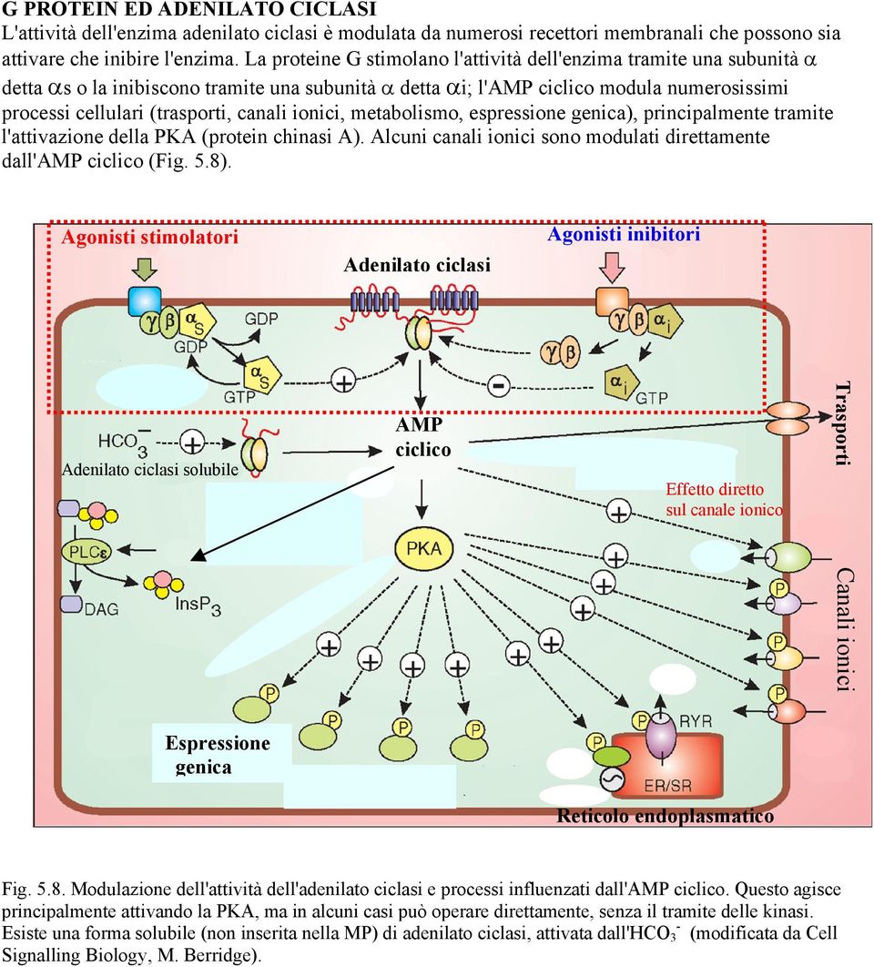 canali ionici, metabolismo, espressione genica), principalmente tramite l'attivazione della PKA (protein chinasi A). Alcuni canali ionici sono modulati direttamente dall'amp ciclico (Fig. 5.8).