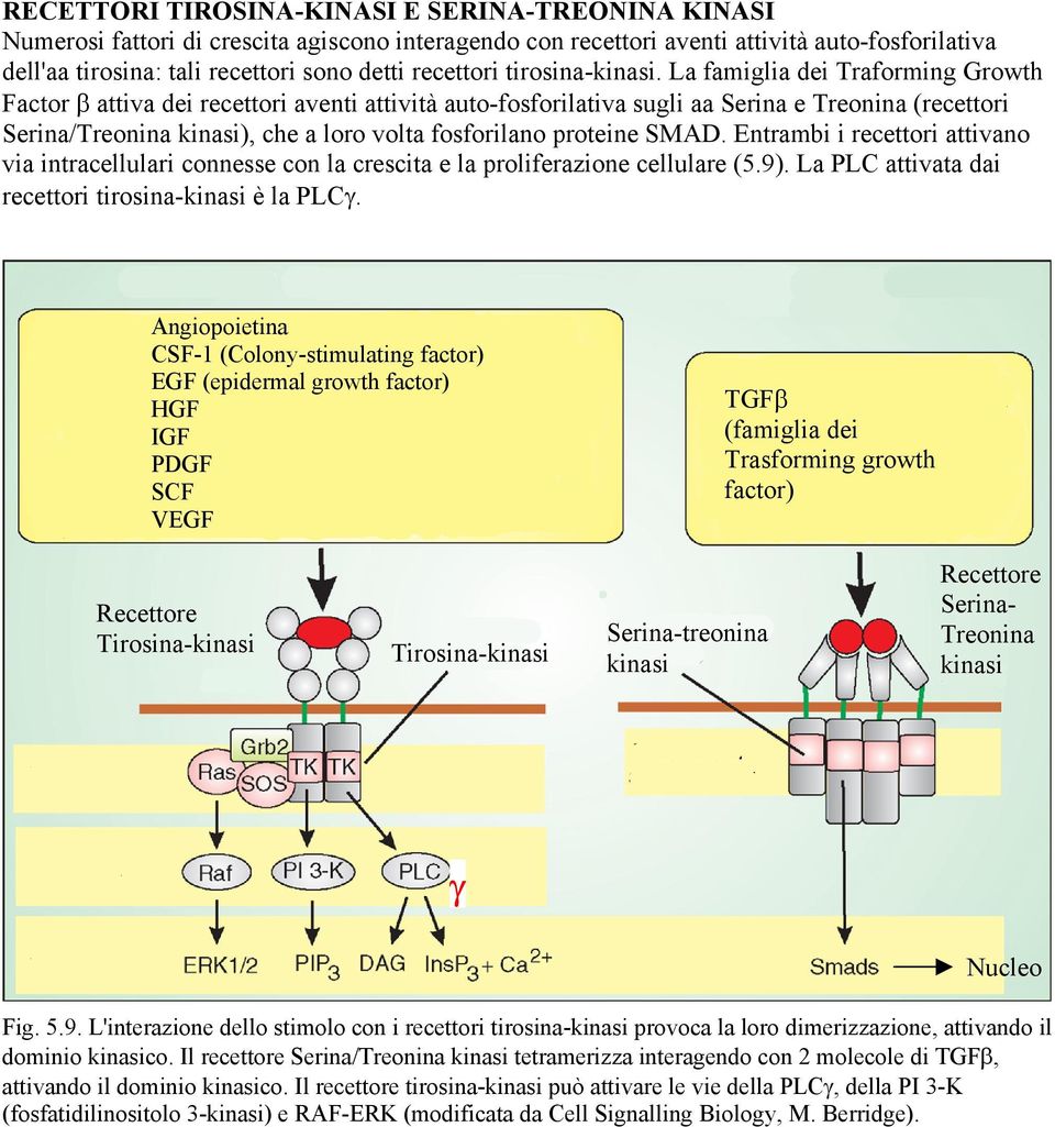 La famiglia dei Traforming Growth Factor β attiva dei recettori aventi attività auto-fosforilativa sugli aa Serina e Treonina (recettori Serina/Treonina kinasi), che a loro volta fosforilano proteine