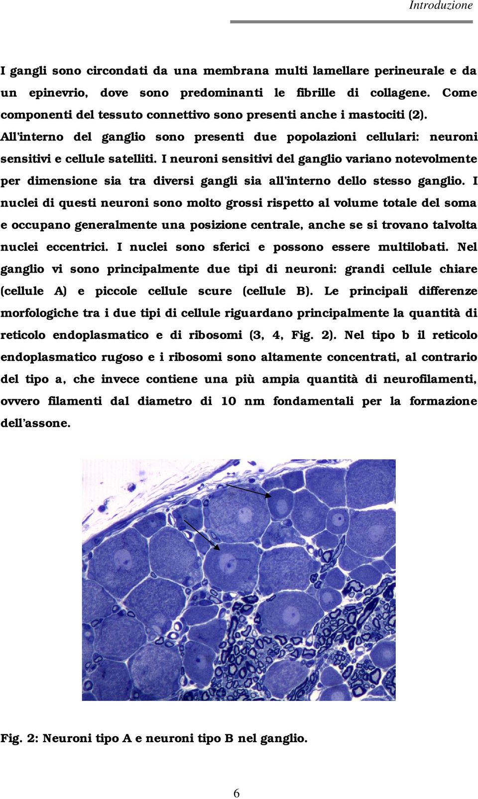 I neuroni sensitivi del ganglio variano notevolmente per dimensione sia tra diversi gangli sia all interno dello stesso ganglio.