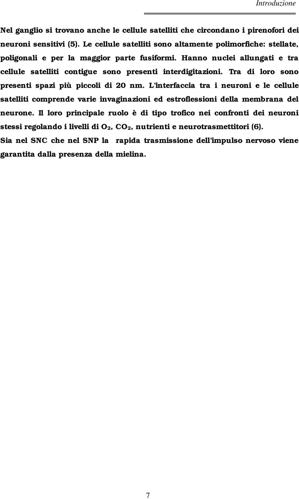 Hanno nuclei allungati e tra cellule satelliti contigue sono presenti interdigitazioni. Tra di loro sono presenti spazi più piccoli di 20 nm.