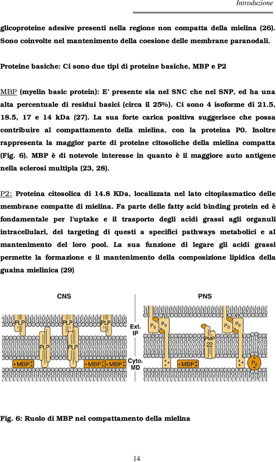 Ci sono 4 isoforme di 21.5, 18.5, 17 e 14 kda (27). La sua forte carica positiva suggerisce che possa contribuire al compattamento della mielina, con la proteina P0.