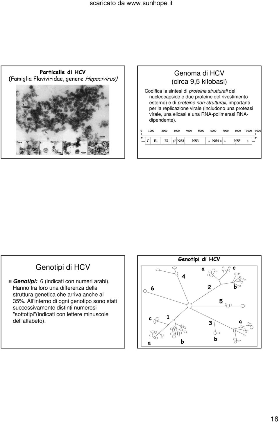 0 1000 2000 3000 4000 5000 6000 7000 8000 9000 9600 5 3 C E1 E2 p7 NS2 NS3 A NS4 B A NS5 B Genotipi di HCV Genotipi: 6 (indicati con numeri arabi).
