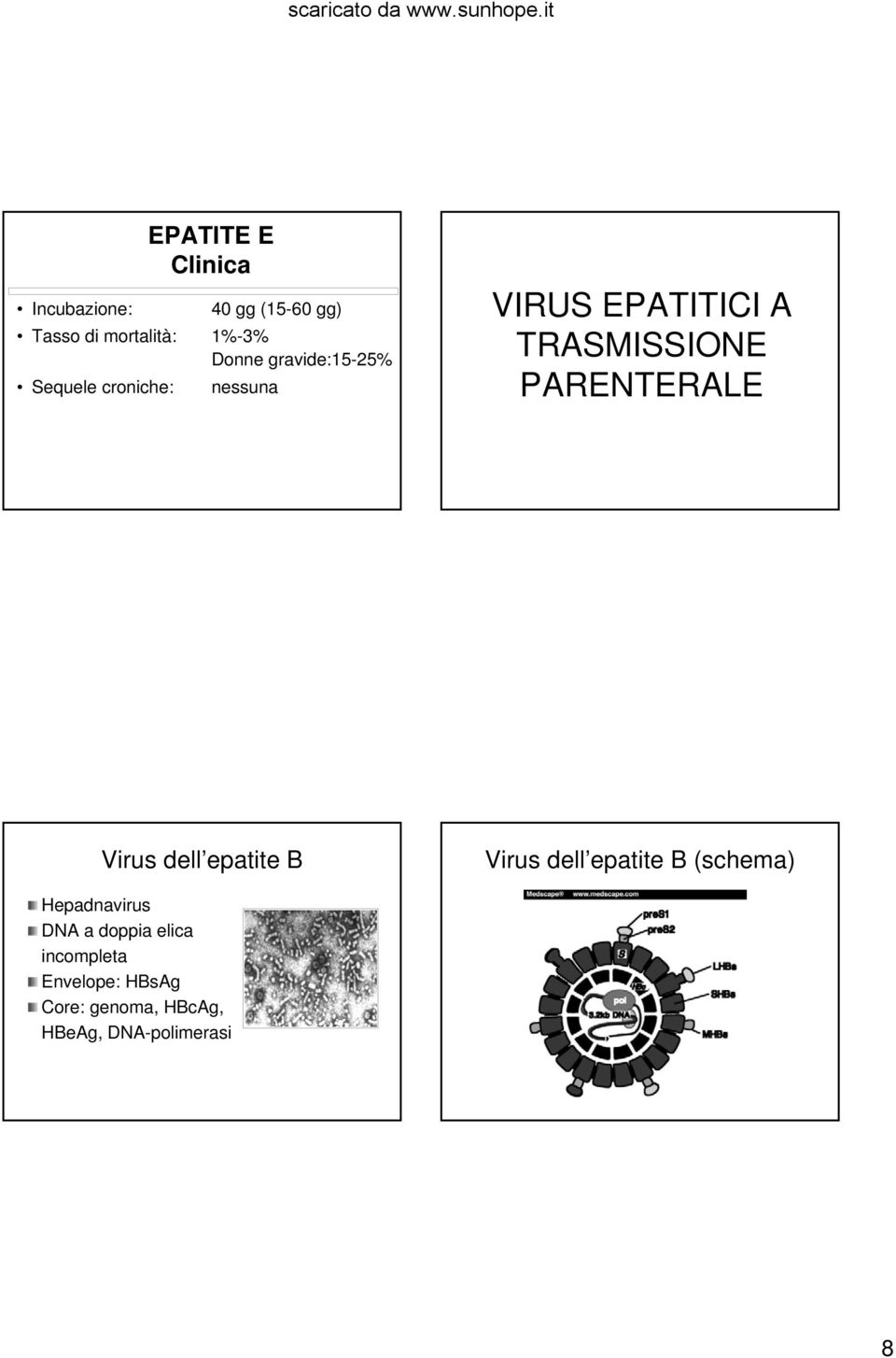 PARENTERALE Virus dell epatite B Virus dell epatite B (schema) Hepadnavirus