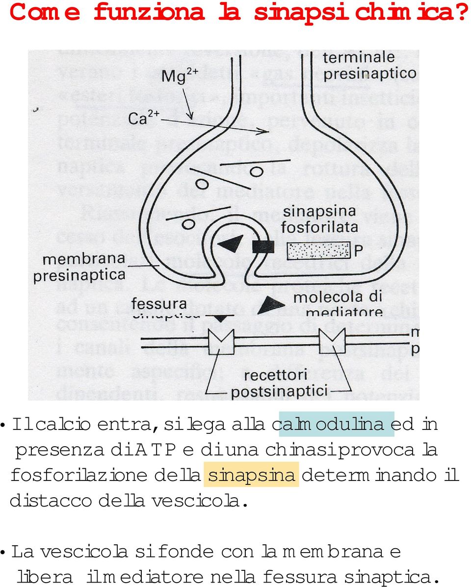 una chinasi provoca la fosforilazione della sinapsina determ inando il