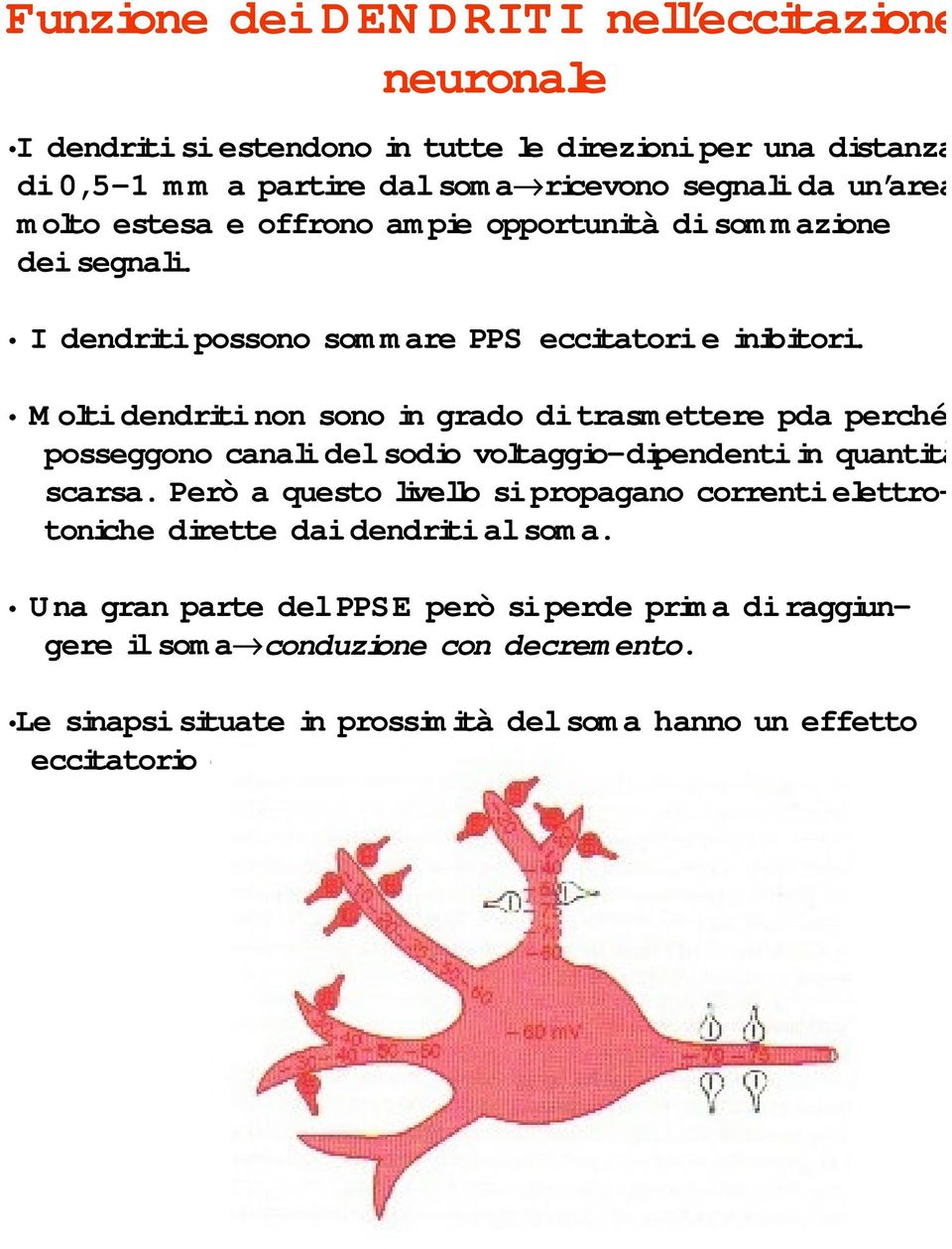 Molti dendriti non sono in grado di trasmettere pda perché posseggono canali del sodio voltaggio-dipendenti in quantità scarsa.