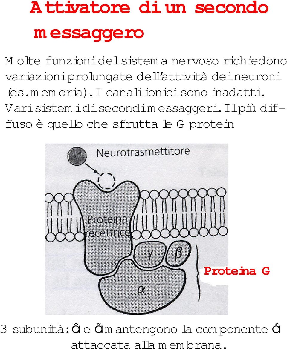 I canali ionici sono inadatti. Vari sistem i di secondi m essaggeri.