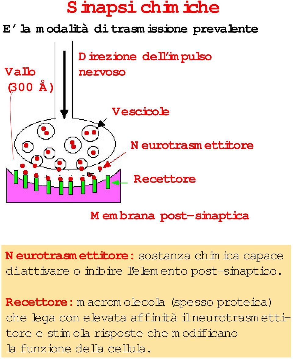 capace di attivare o inibire l elem ento post-sinaptico.