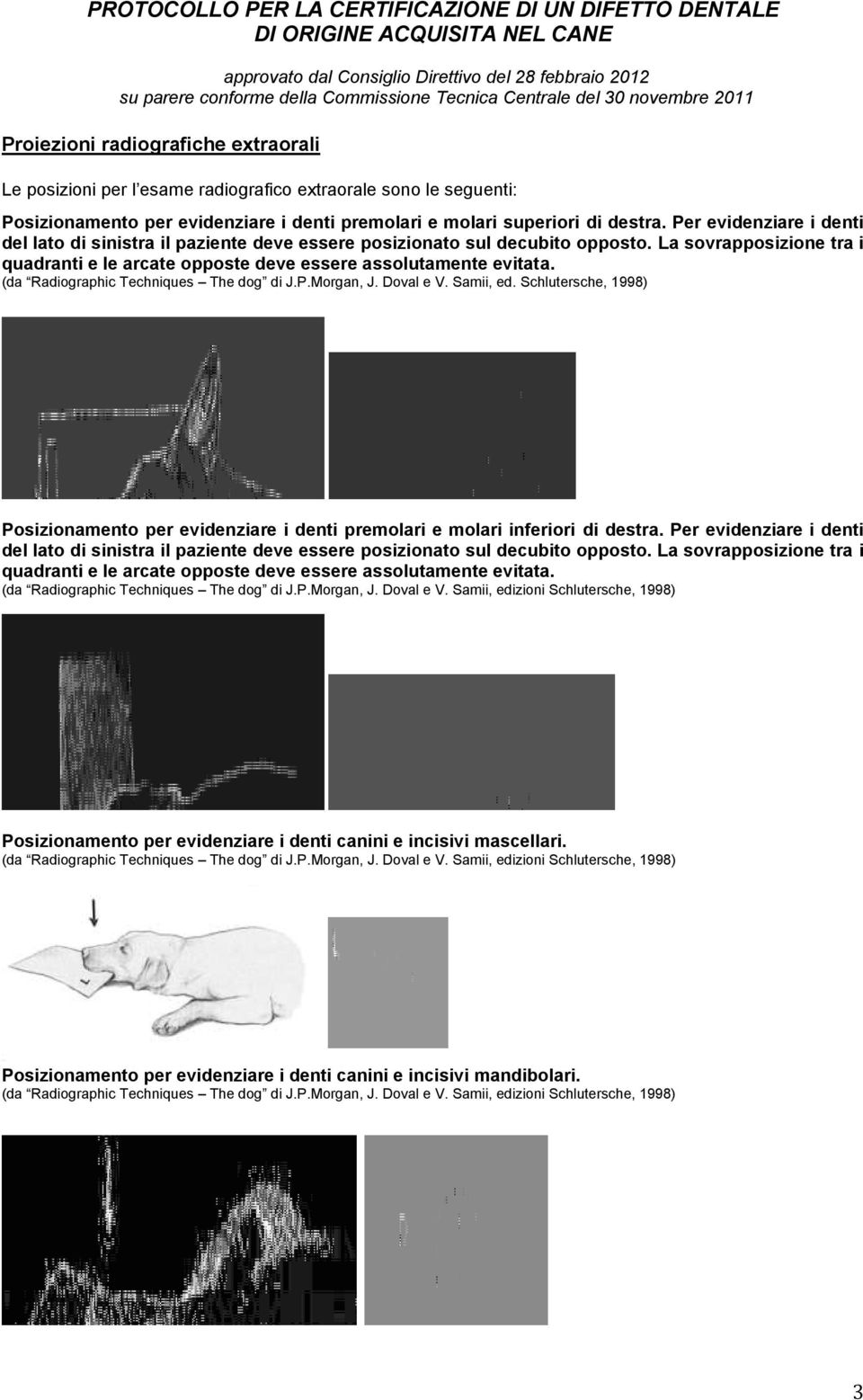 (da Radiographic Techniques The dog di J.P.Morgan, J. Doval e V. Samii, ed. Schlutersche, 1998) Posizionamento per evidenziare i denti premolari e molari inferiori di destra.