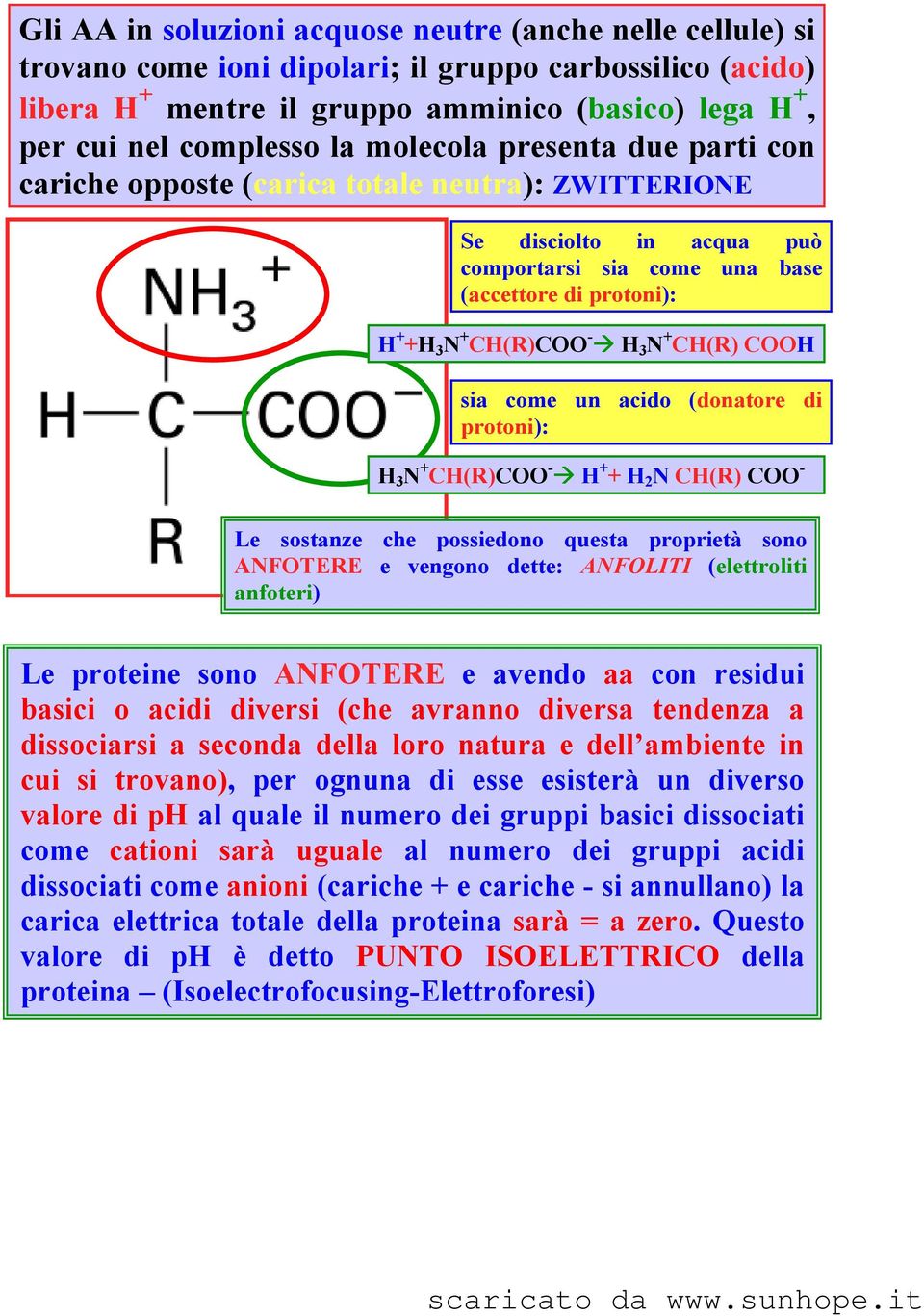 CH(R) COOH sia come un acido (donatore di protoni): H 3 N + CH(R)COO - H + + H 2 N CH(R) COO - Le sostanze che possiedono questa proprietà sono ANFOTERE e vengono dette: ANFOLITI (elettroliti